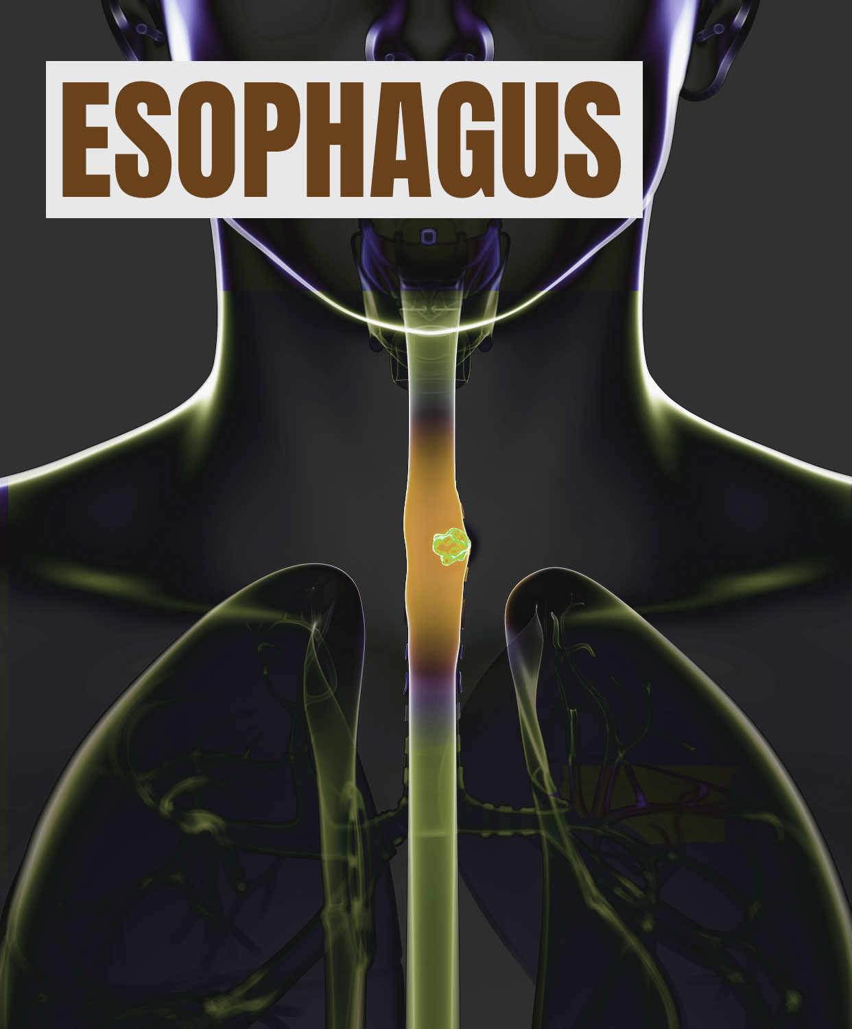 Esophagus