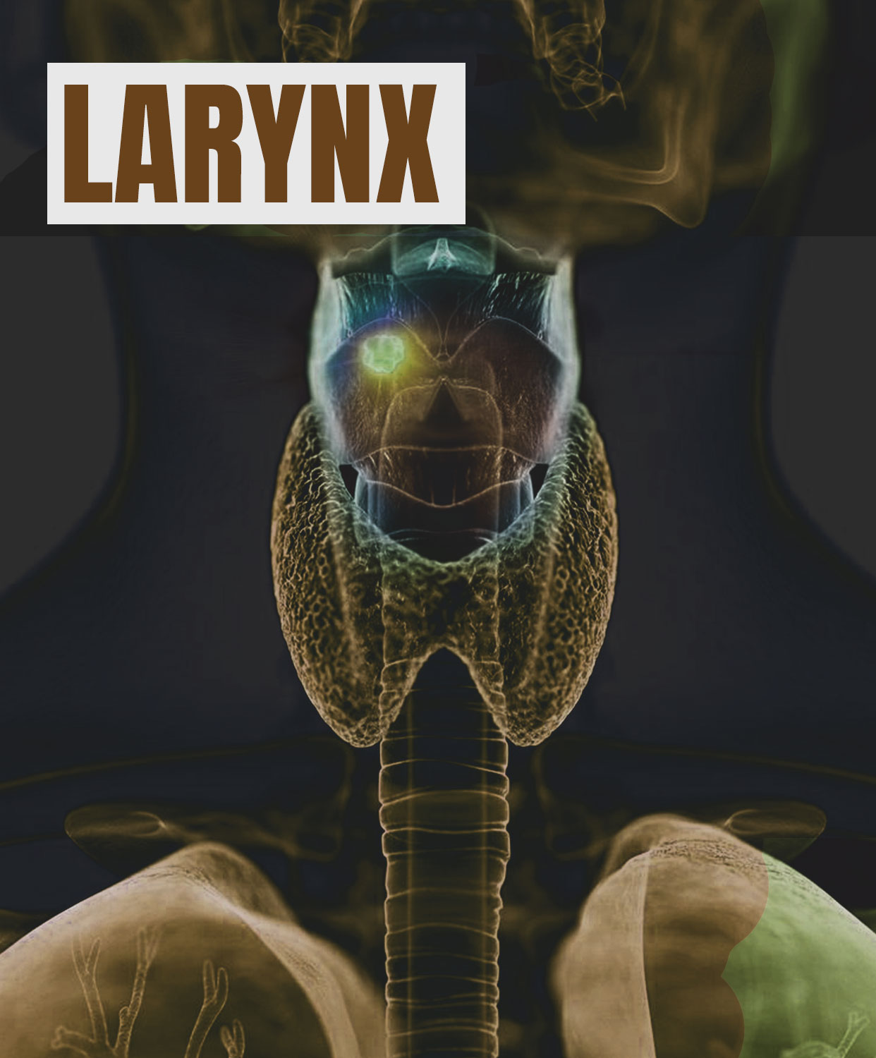 Larynx