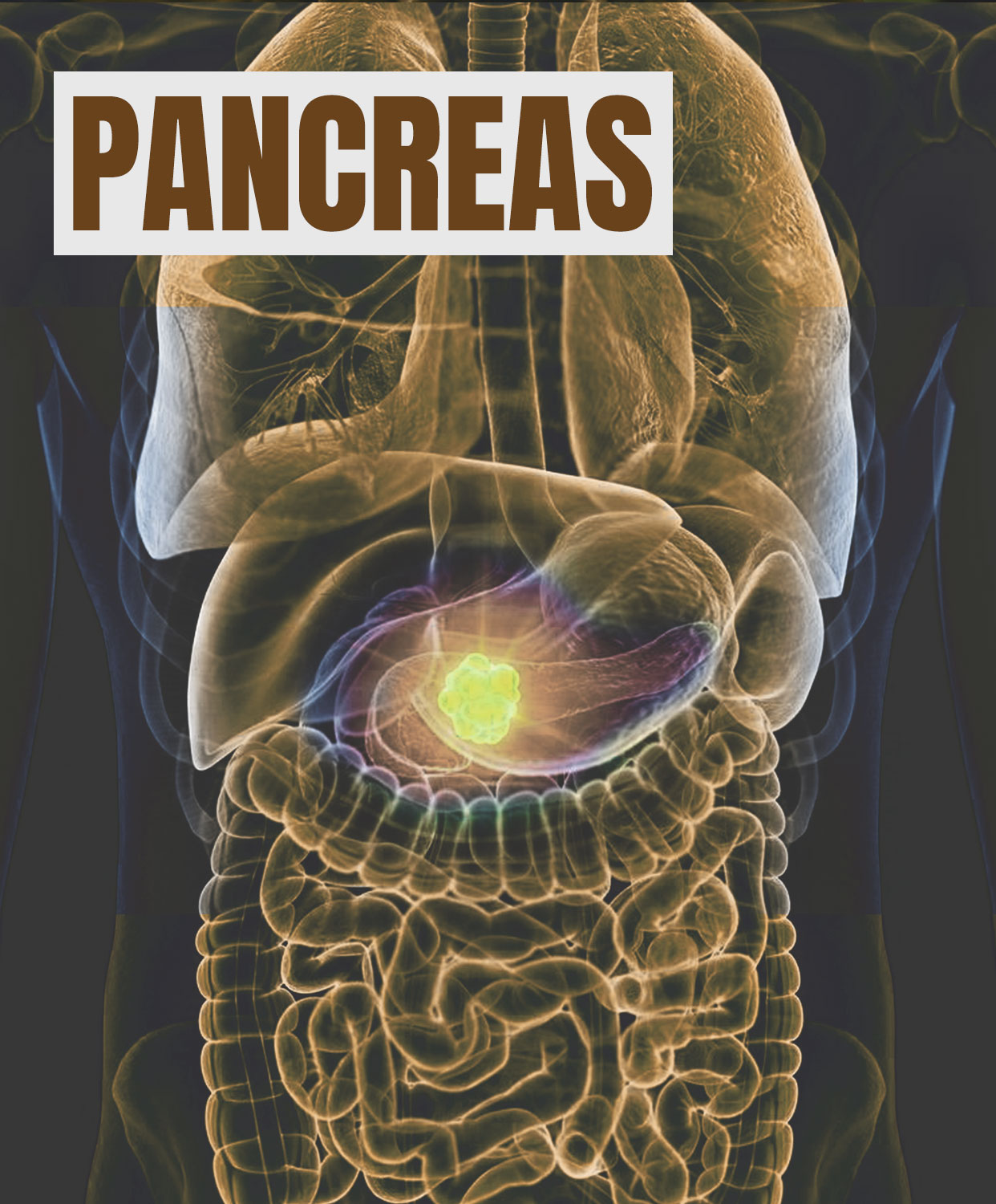 Pancreas