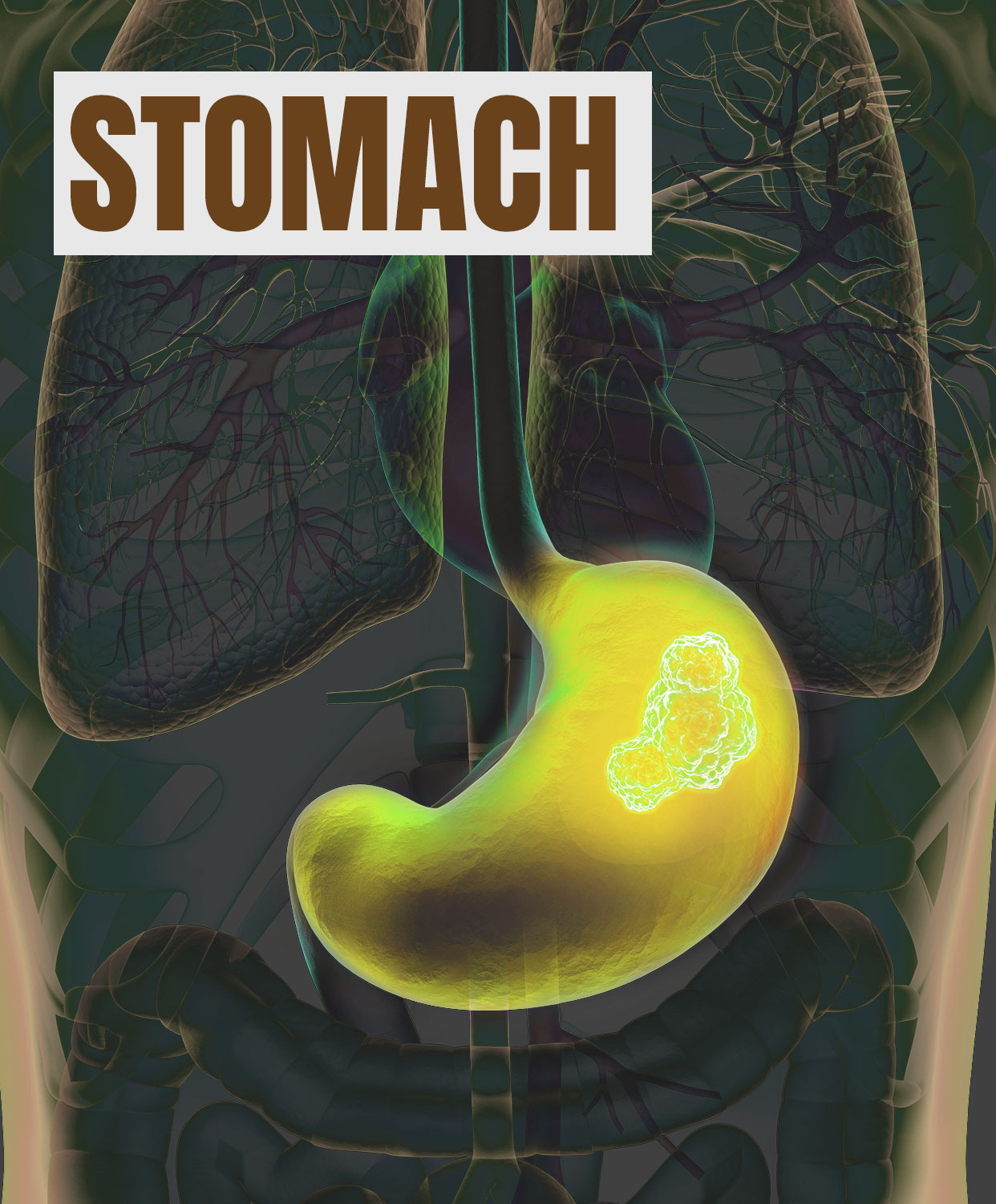 Stomach