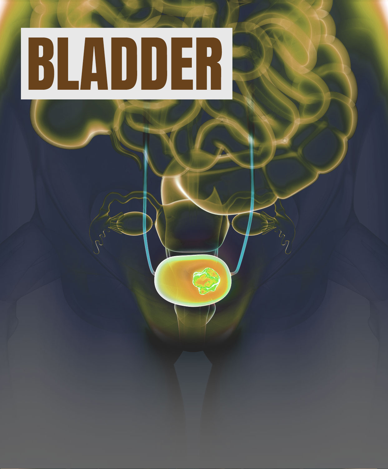 Bladder